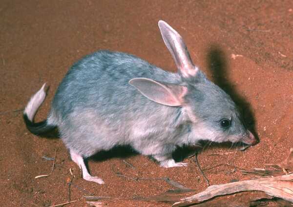 Bilby