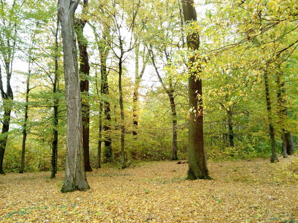 Herbstwald_2 Herbstwald_2